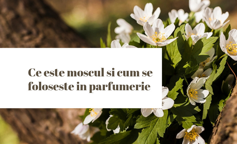 ce este moscul